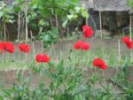IMG_3539-3.jpg