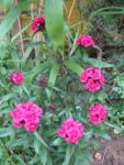 jardin fleuri
