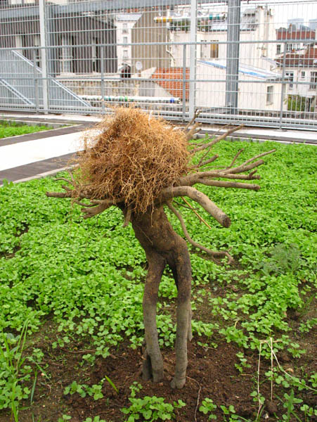 Inauguration du Jardin sur le toit (2009)
