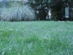 Le jardin d'Alice