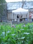Le jardin d'Alice