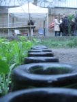 Le jardin d'Alice