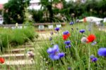 bleuet_coquelicots.jpg