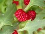 Epinard fraise - Photo Yann Vandeputte