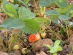 Fraises mara des bois - Photo Yann Vandeputte