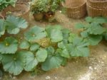 goutte_verte_2.jpg