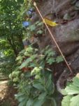 jardin_d_leon_-_ete_2011_10_.jpg