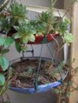 jardin_d_leon_-_ete_2011_14_.jpg