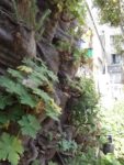 jardin_d_leon_-_ete_2011_16_.jpg