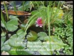 Les amis du jardin du Ruisseau