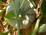 Melon de talus - Photo Yann Vandeputte