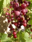 Pinot noir - Photo Yann Vandeputte