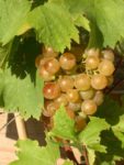 Chasselat de remblais SNCF - Photo Yann Vandeputte