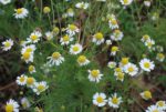 Fleurs de Camomille