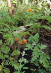 Les premières tomates-cerises