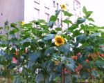 tournesolsw.jpg