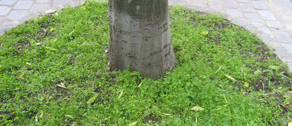 Quelques sources sur le fleurissement des pieds d’arbres