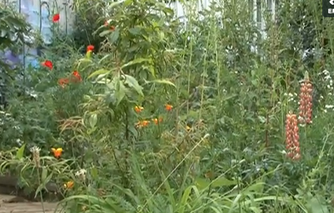 Quelques sources sur la biodiversité… et ses milieux