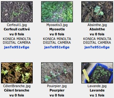Le projet « plantule »