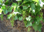 raisin2.jpg
