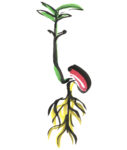 germination_enhanced.jpg