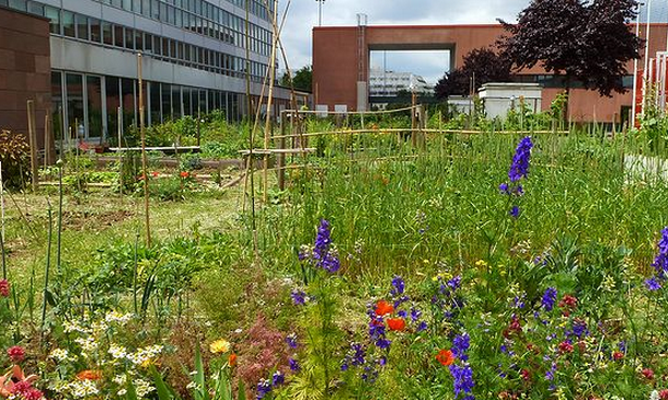 Potager partagé de l’Association des femmes maliennes