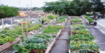 assam-gardening_1872013.jpg
