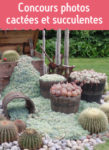 concours_cactees-2.jpg