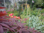 dsc00872.jpg