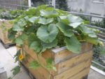 dsc00907.jpg