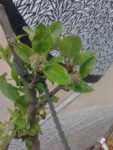 fruitiers_baudelire-credits_c.turquet.jpg