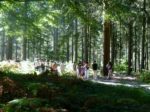 photo-foret-3.jpg
