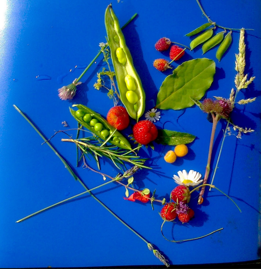 Le potager universitaire
