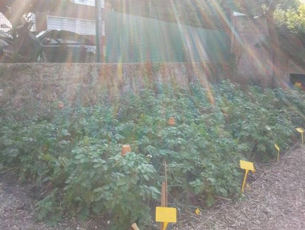 Les Herbes folles