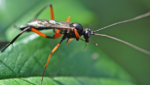 insecte-auxiliere.png