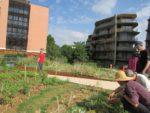 jardin_solidaire_herold_d_espaces-aout2013-2.jpg