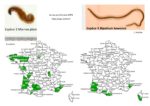 marron_plate_bipalium_kewense_carte_france.13_2_copie.jpg