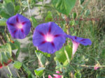Le potager des Lilas