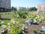 jardin-partage-de-la-grande-borne-2.jpg