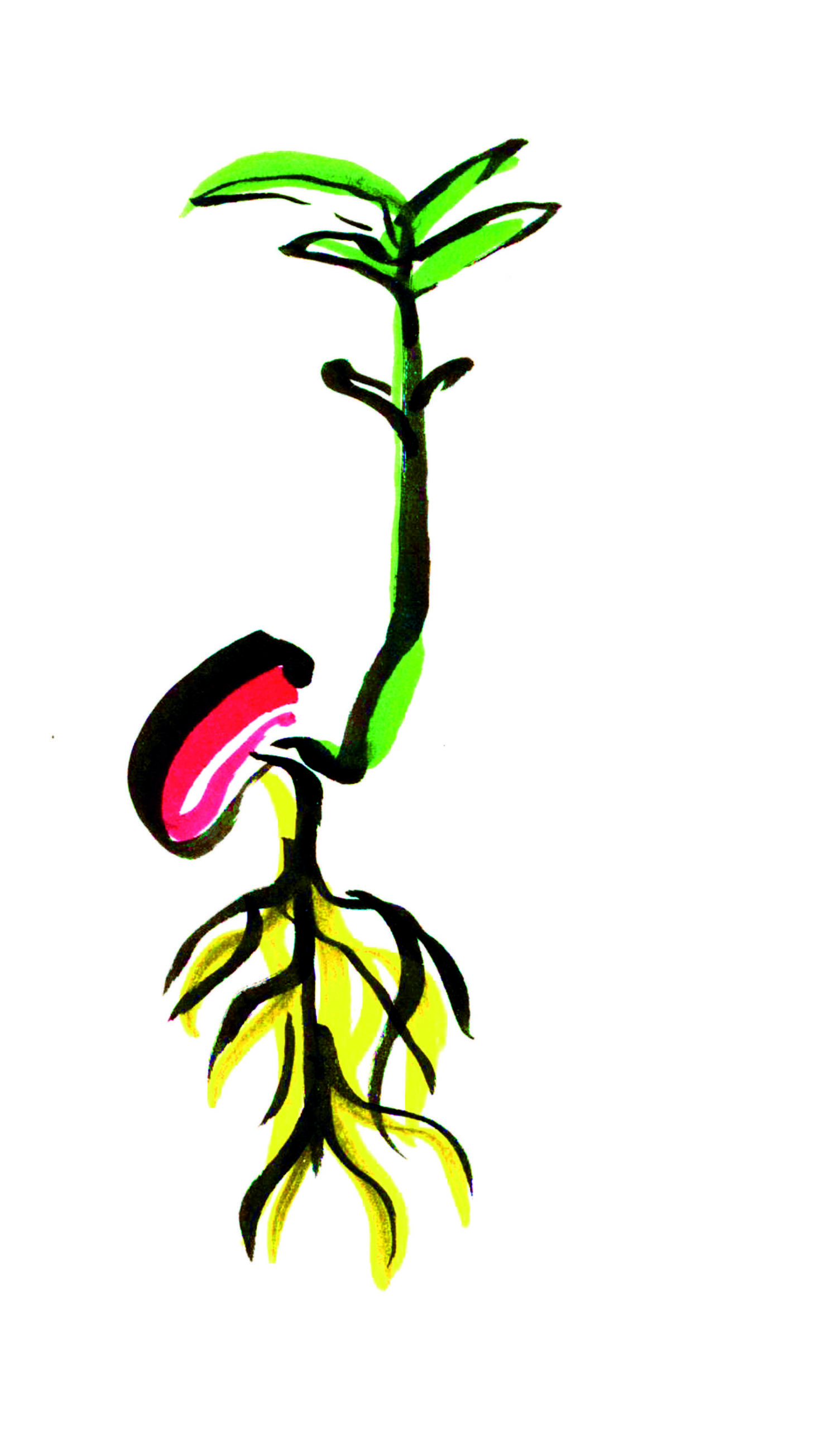 Parrainez une plante à La Semeuse !
