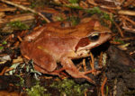 grenouille_agile_2_.jpg