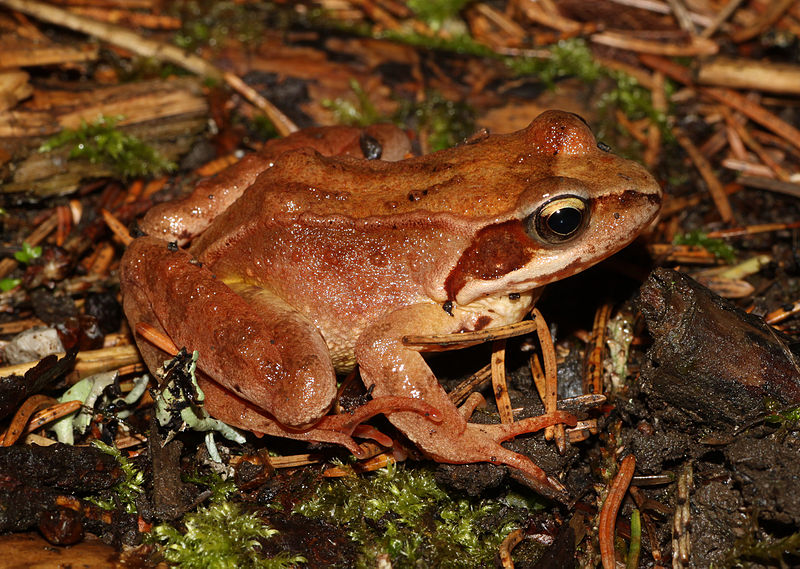 Enquête participative sur les amphibiens