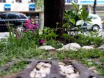 2013mai_paris_extra_ordener_guerilla_gardening_france_pied_arbre_plantation4.jpg