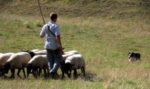 chiens-de-troupeaul-300x177.jpg