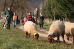 transhumance.jpg