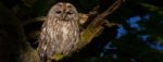 waldkauz_strix_aluco.jpg