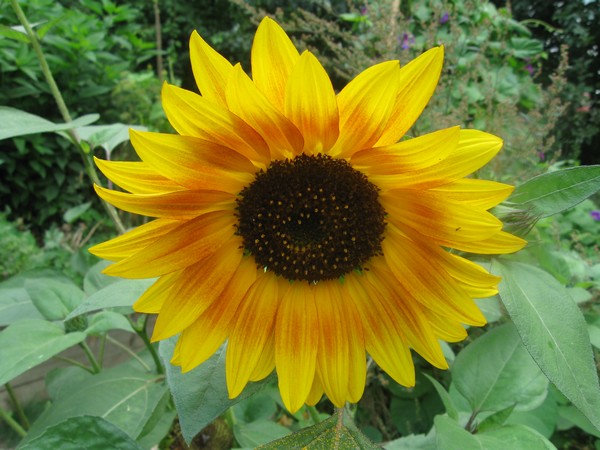 1er mai 2014: Guerilla Tournesol !