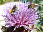 e14_abeille_et_bombus_cardon.jpg