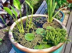 Jardin aquatique