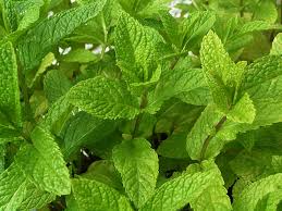 Cambrai à la menthe